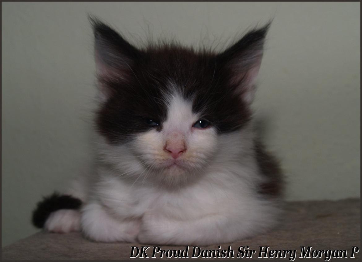 Maine Coon DK Proud Danish Sir Henry Morgan PP billede 4