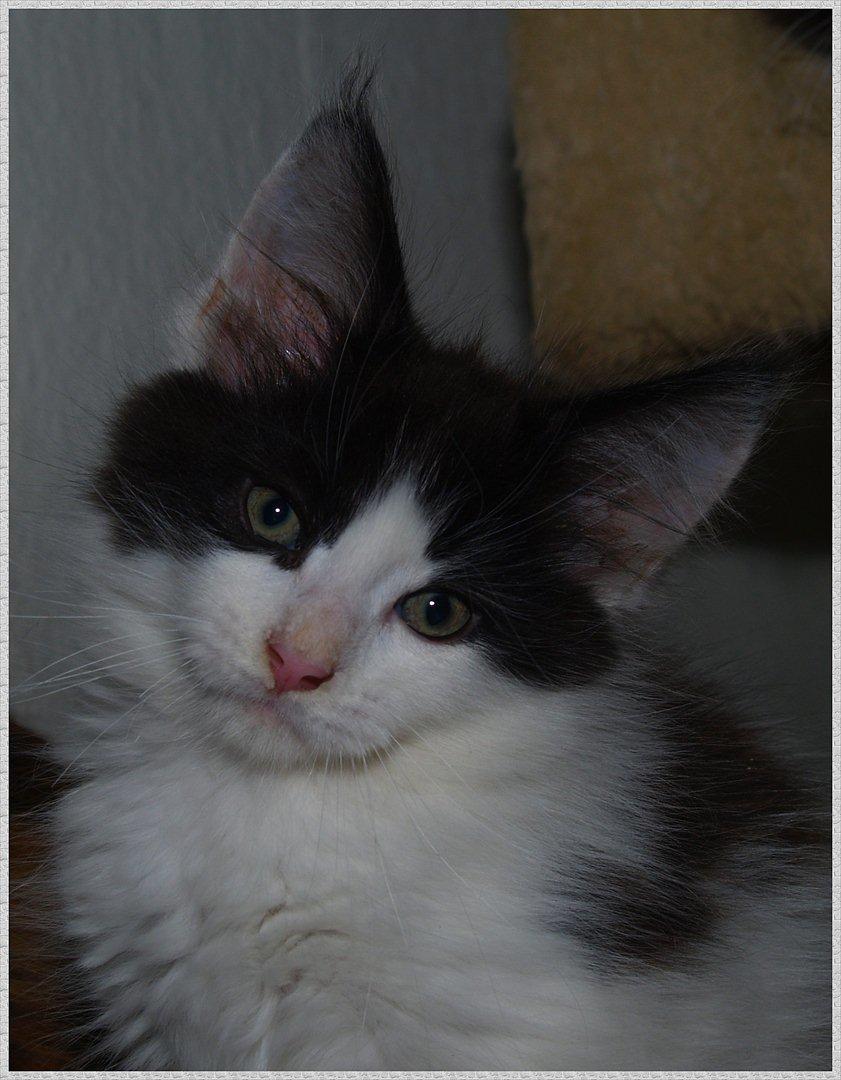 Maine Coon DK Proud Danish Sir Henry Morgan PP billede 5