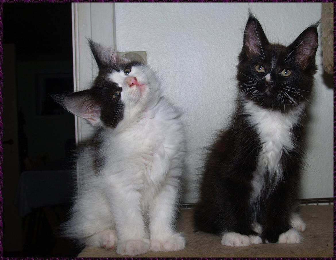 Maine Coon DK Proud Danish Sir Henry Morgan PP billede 6