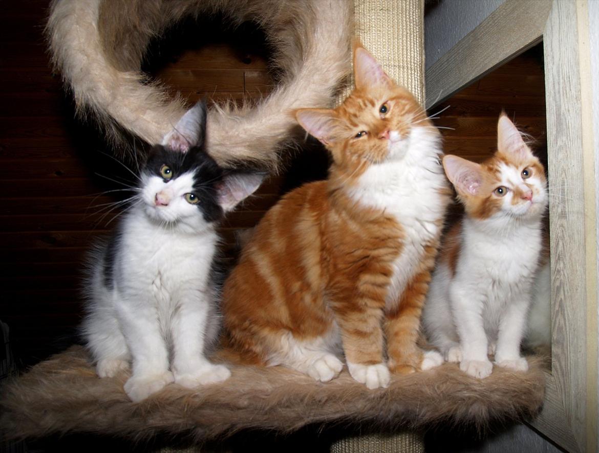 Maine Coon DK Proud Danish Sir Henry Morgan PP billede 7