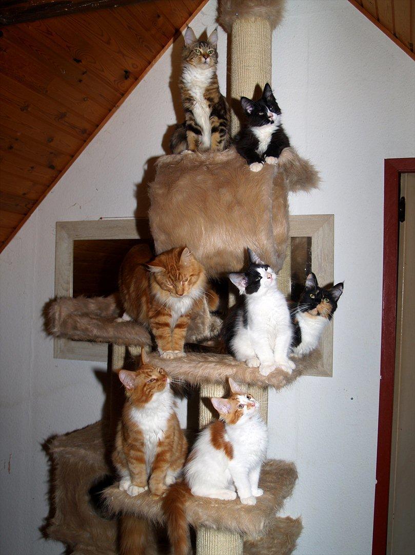 Maine Coon DK Proud Danish Sir Henry Morgan PP billede 8