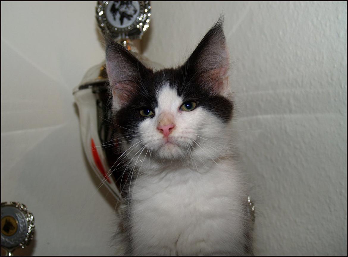 Maine Coon DK Proud Danish Sir Henry Morgan PP billede 9