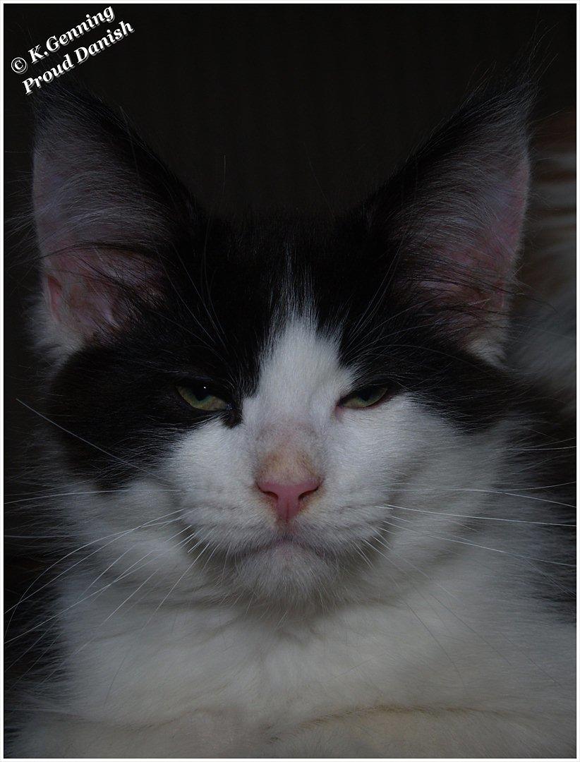Maine Coon DK Proud Danish Sir Henry Morgan PP billede 10