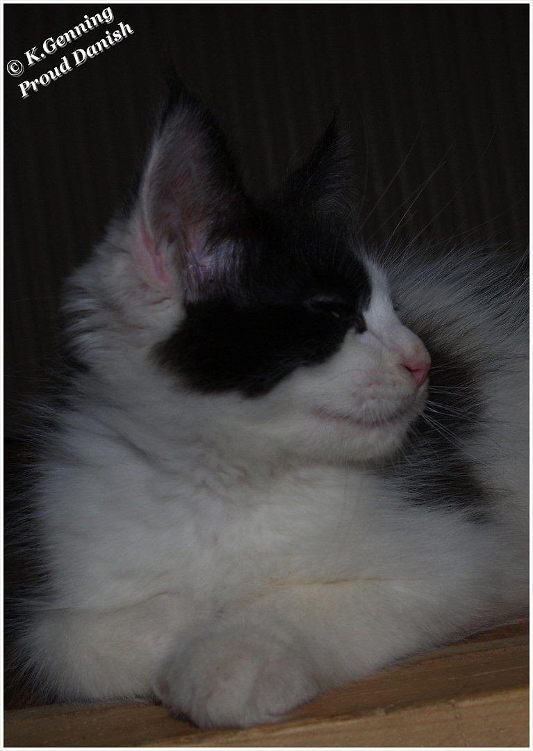 Maine Coon DK Proud Danish Sir Henry Morgan PP billede 11