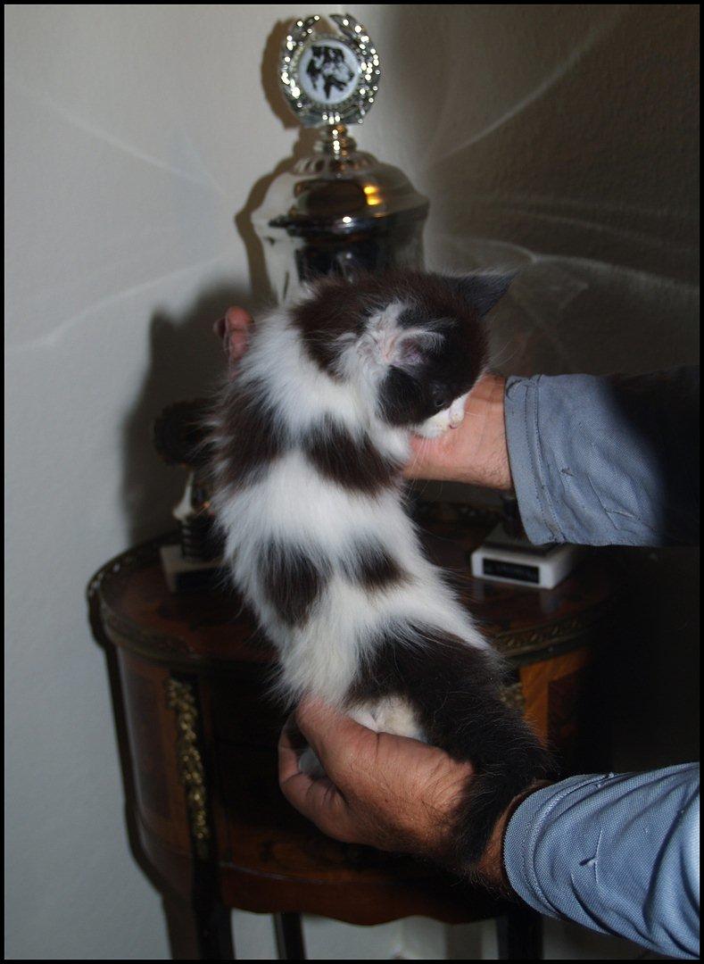 Maine Coon DK Proud Danish Sir Henry Morgan PP billede 12