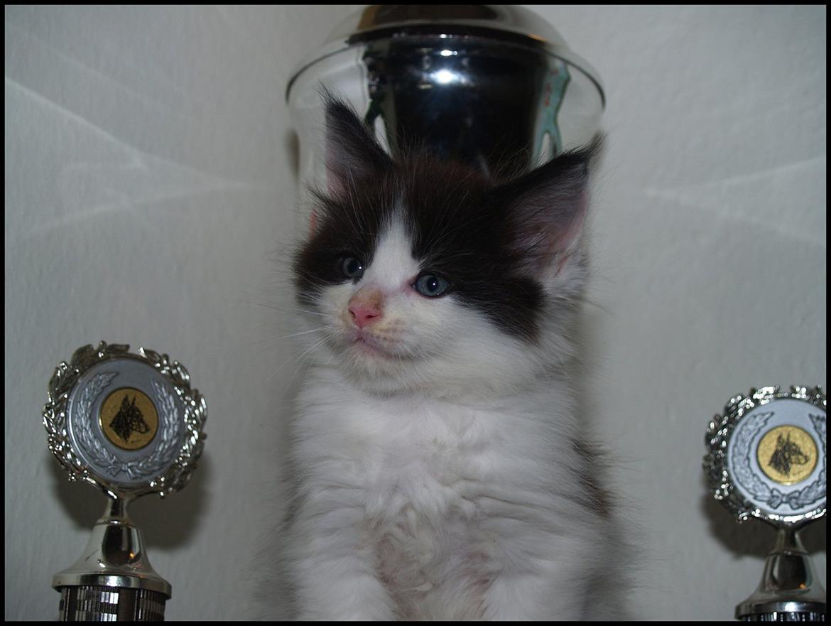 Maine Coon DK Proud Danish Sir Henry Morgan PP billede 13