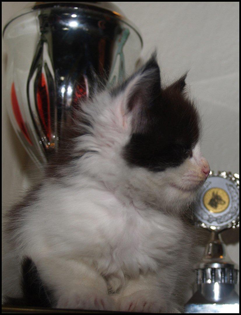 Maine Coon DK Proud Danish Sir Henry Morgan PP billede 14