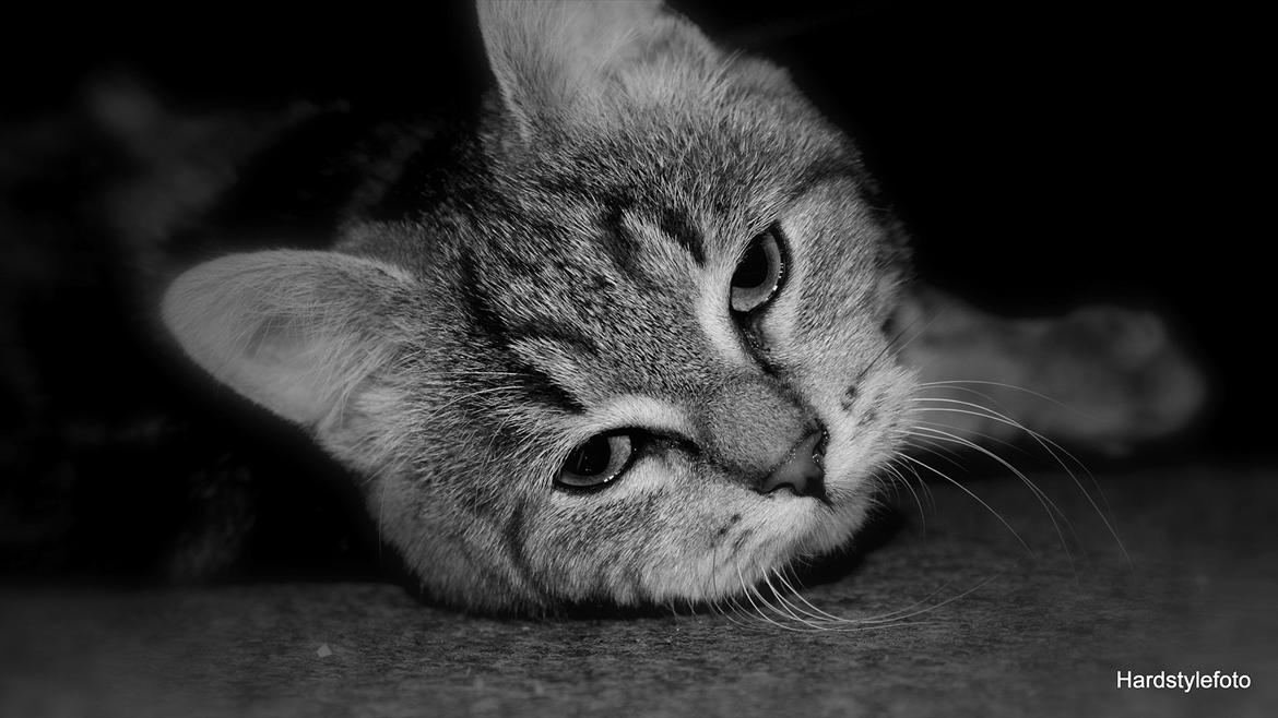 Huskat Bette (Himmelkat) - En lille lur på gulvet  billede 12