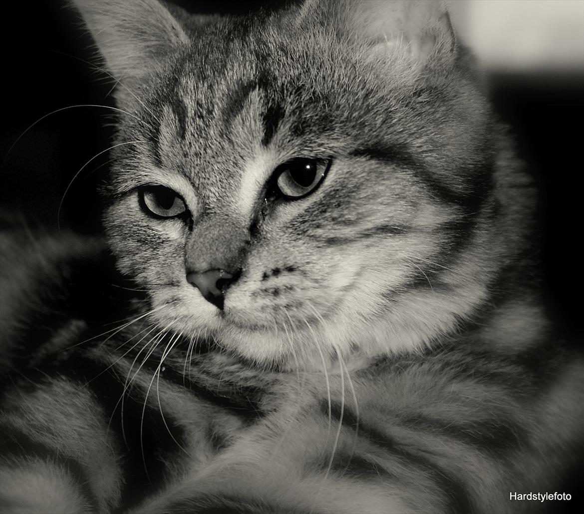 Huskat Bette (Himmelkat) billede 13