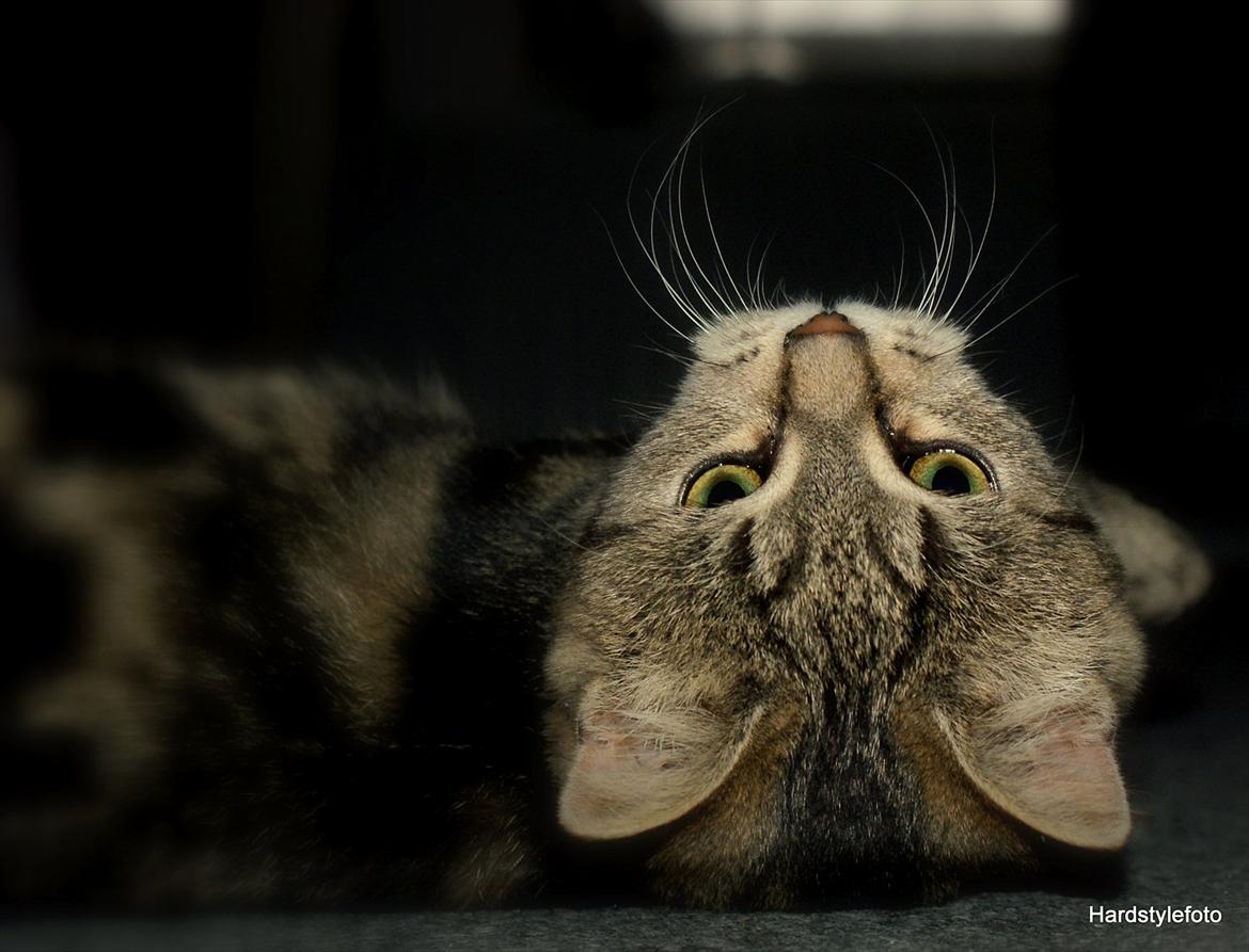 Huskat Bette (Himmelkat) - Jeg kan godt se dig... osse på hovedet *GG*  billede 14