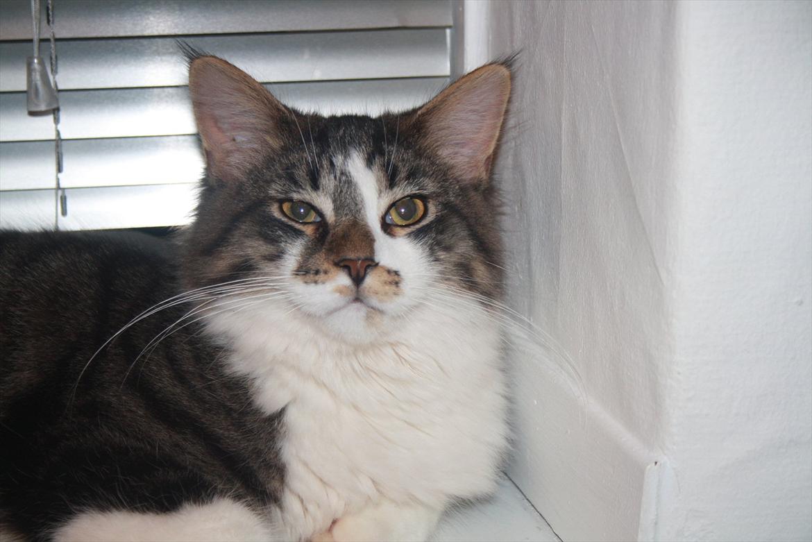 Maine Coon Krammedyret Yankie Bar billede 6