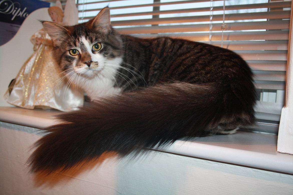 Maine Coon Krammedyret Yankie Bar billede 5