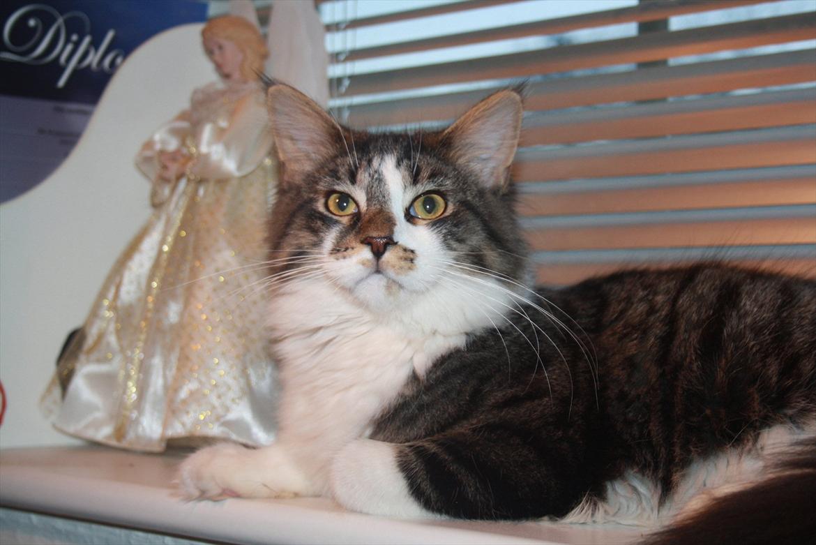 Maine Coon Krammedyret Yankie Bar billede 7