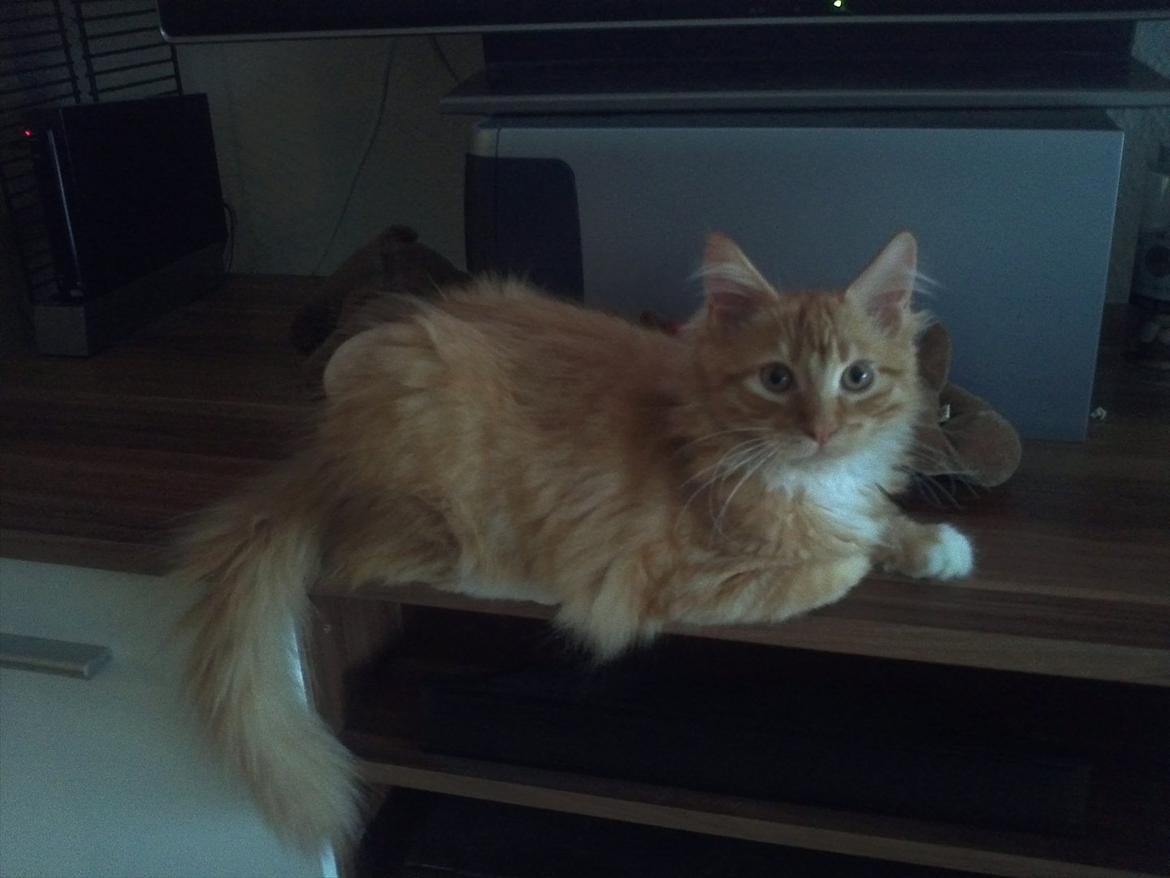 Maine Coon Neli - Hehe.., her bliver jeg set.. :) billede 7