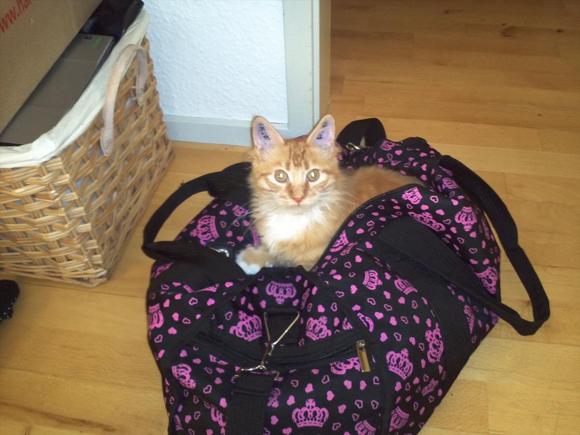 Maine Coon Neli - Hvis du pakker, skal jeg med! billede 8