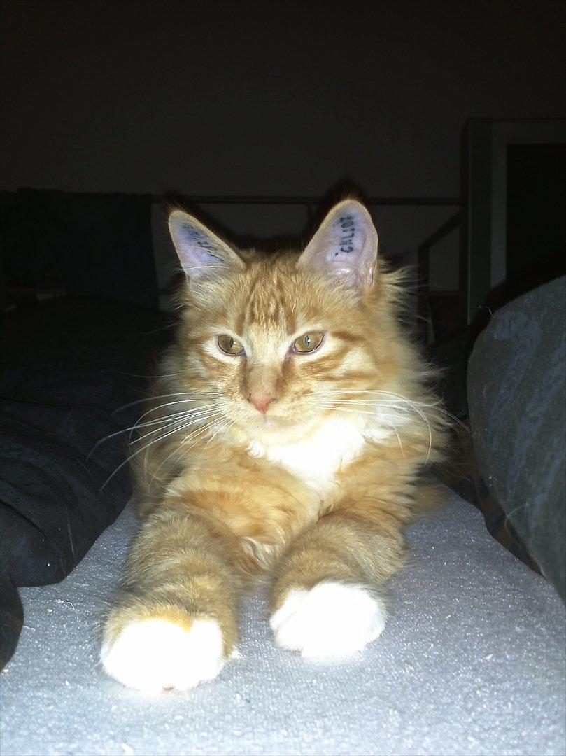 Maine Coon Neli billede 9