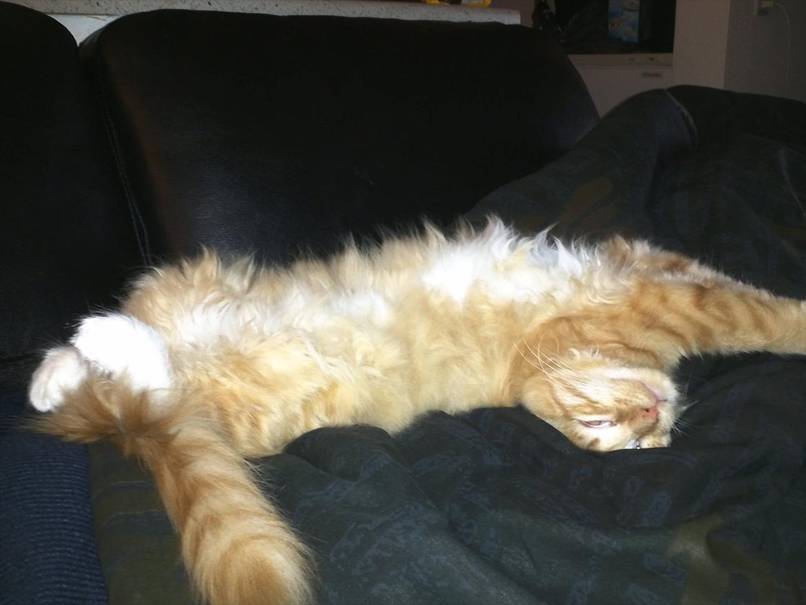 Maine Coon Neli - Kvalitetstid.. billede 10