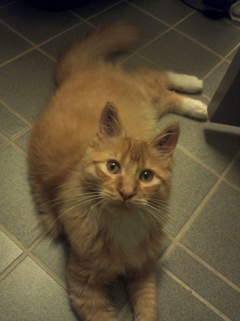 Maine Coon Neli billede 11