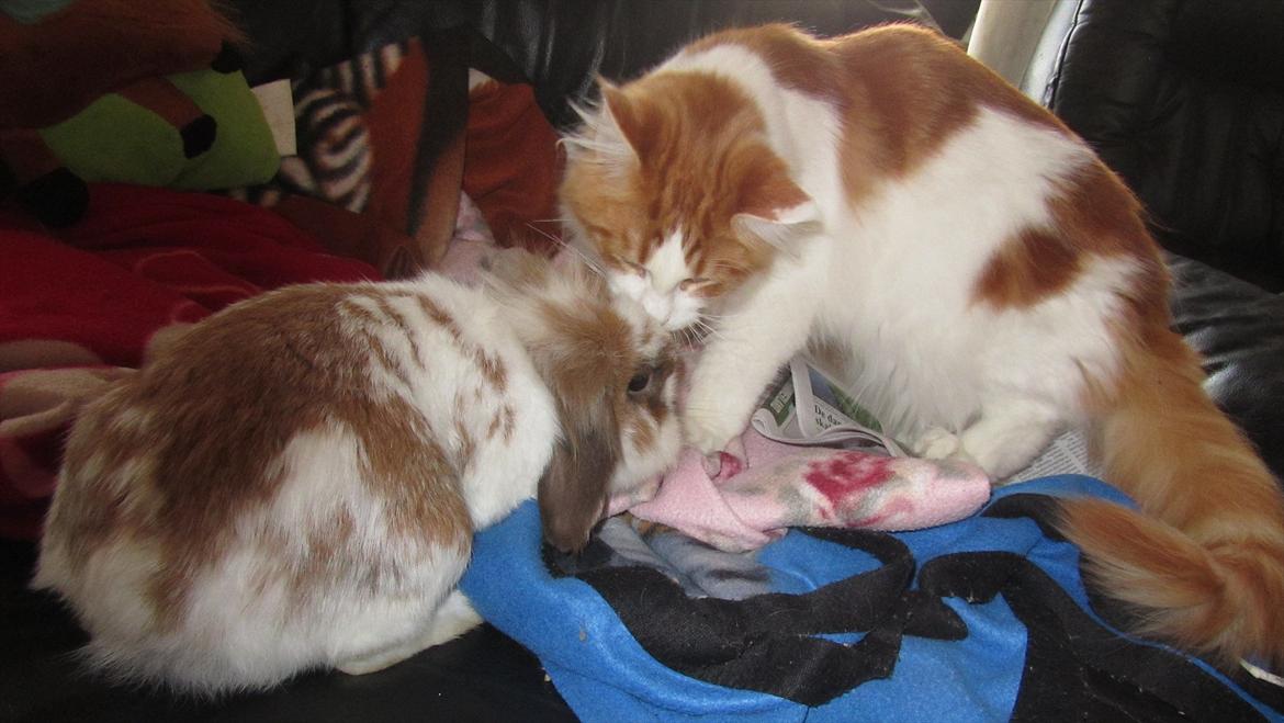 Maine Coon IC DK Bjørnholts Cosimo 9/6 - # 5. Cosimo og Lucky :D  billede 5