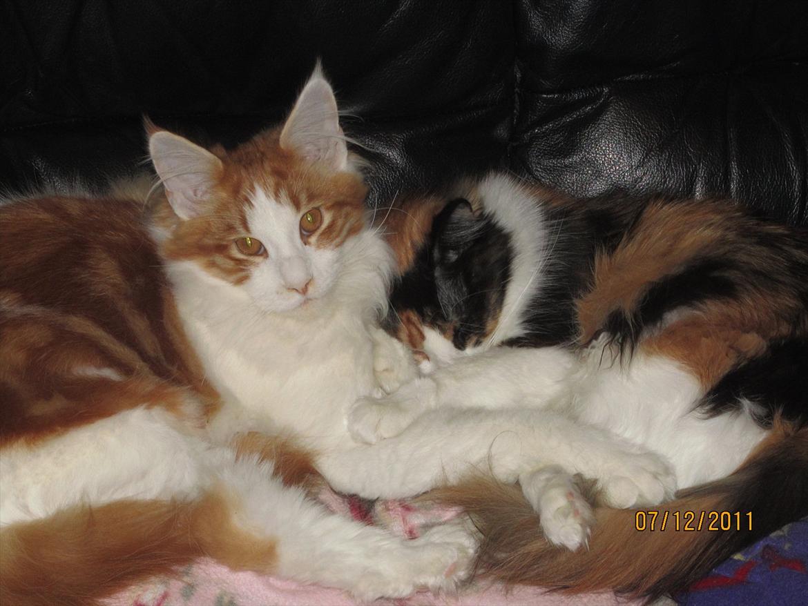 Maine Coon IC DK Bjørnholts Cosimo 9/6 - # 16. Gitze og Cosimo hygger sammen.. 7 dec 2011 billede 16