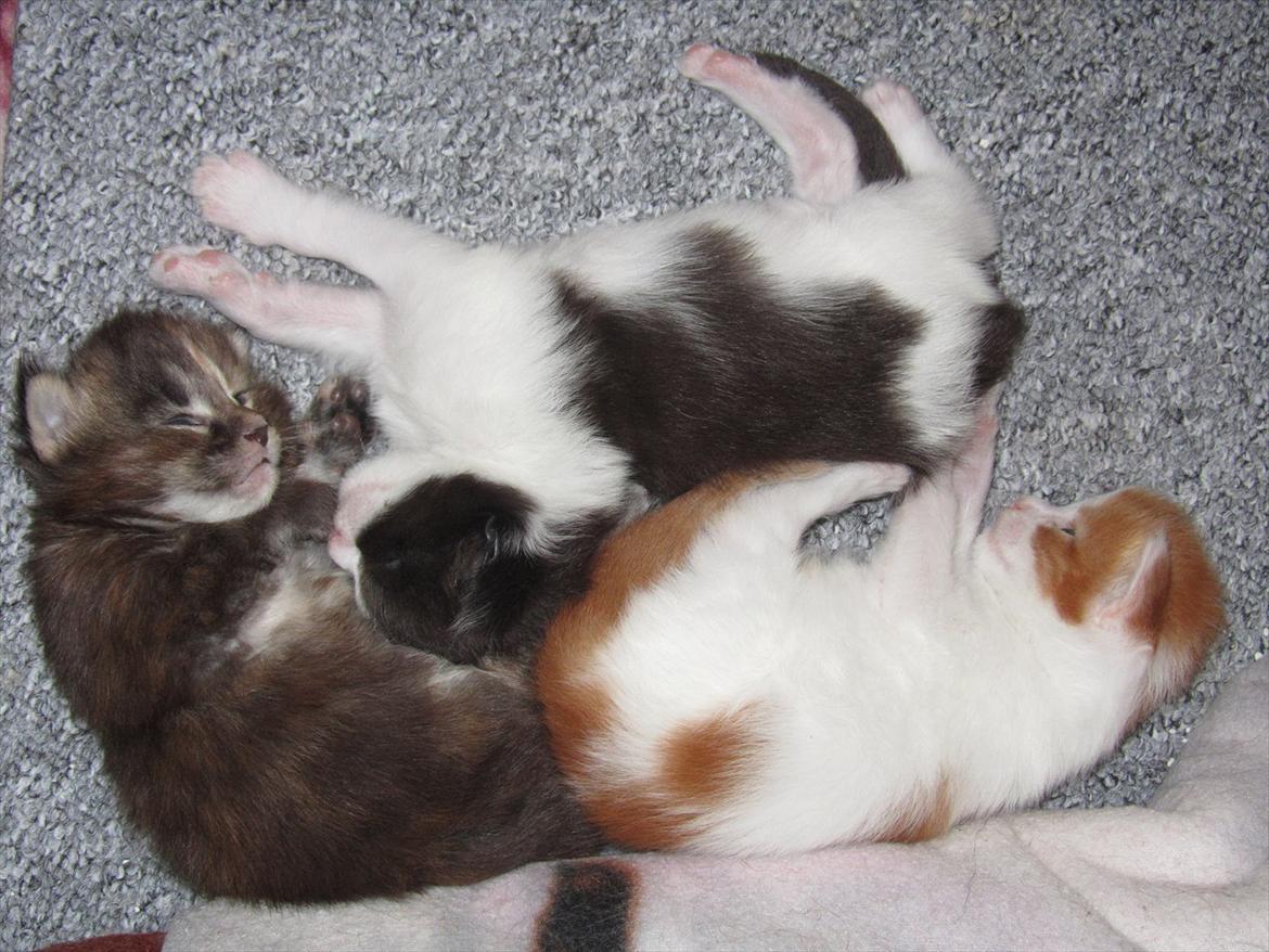 Maine Coon IC DK Bjørnholts Cosimo 9/6 - # 6. Cosimo og hans søskene. 27 juni 2011 billede 6