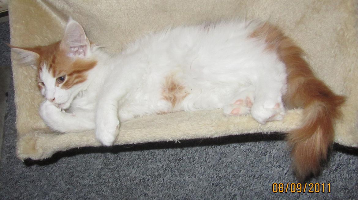 Maine Coon IC DK Bjørnholts Cosimo 9/6 - # 7. Ligger og hygger i radiator sengen :D sep. 2011  billede 7