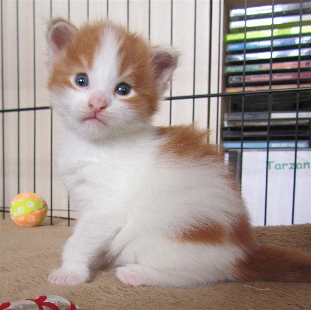 Maine Coon IC DK Bjørnholts Cosimo 9/6 - # 14. Min lille smukke dreng. 4 juli 2011 billede 14