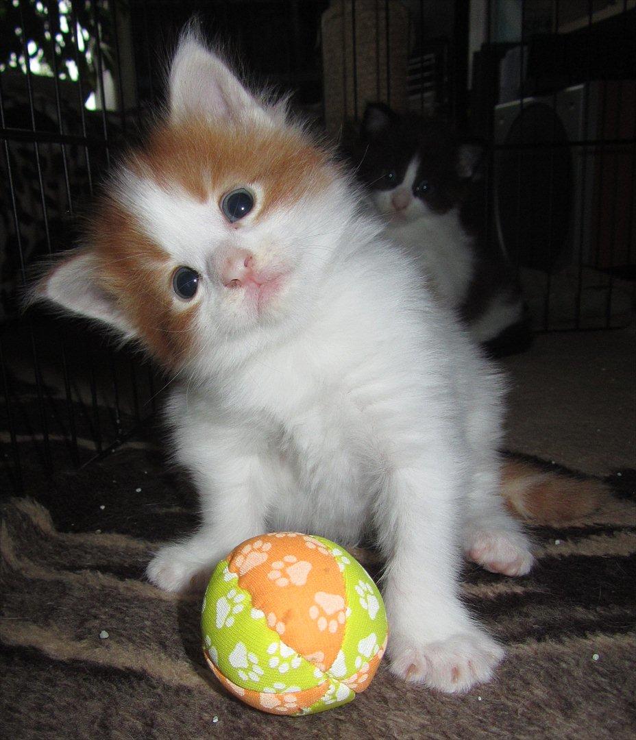 Maine Coon IC DK Bjørnholts Cosimo 9/6 - # 9. Jeg fik bolden. 8 juli 2011 billede 9