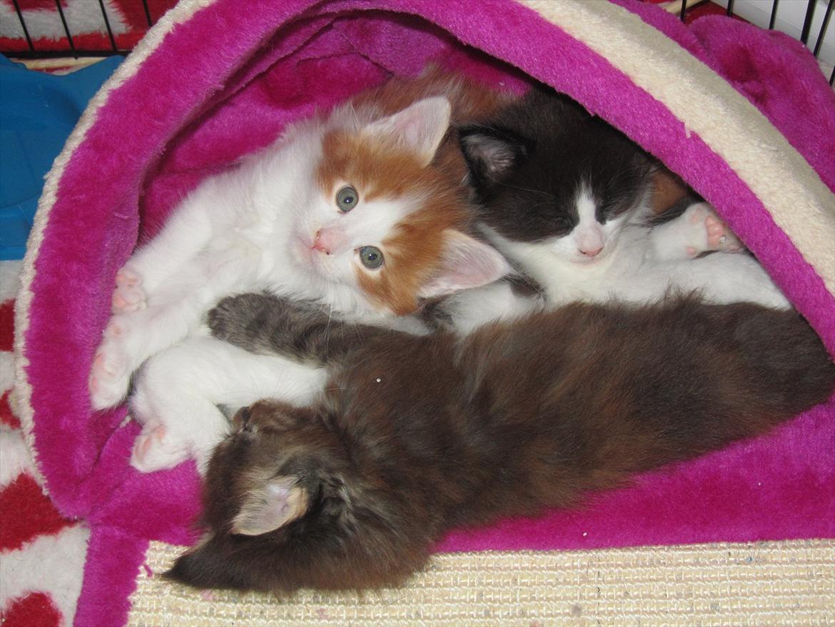 Maine Coon IC DK Bjørnholts Cosimo 9/6 - # 10. Se lille mig.. 27 juli 2011 billede 10