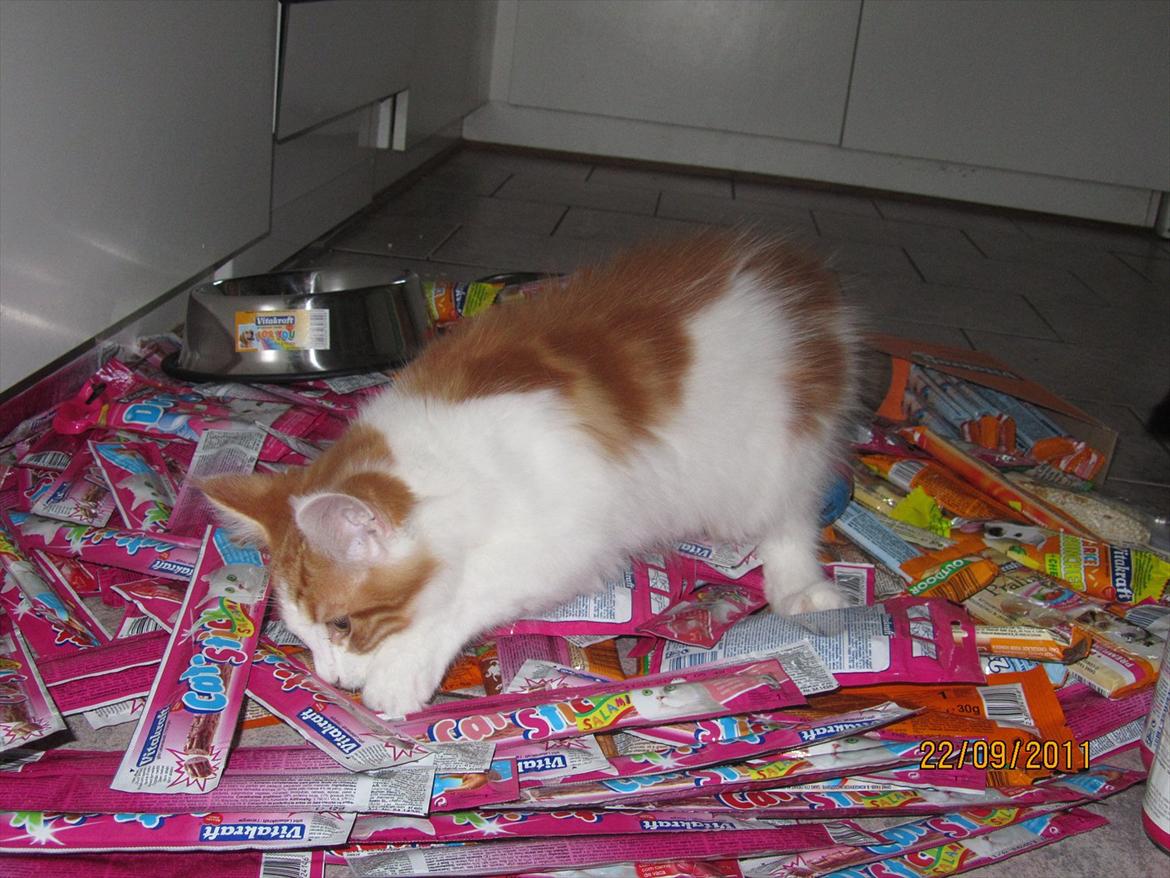 Maine Coon IC DK Bjørnholts Cosimo 9/6 - # 12. jubi katteguf.. 22 sep 2011 billede 12