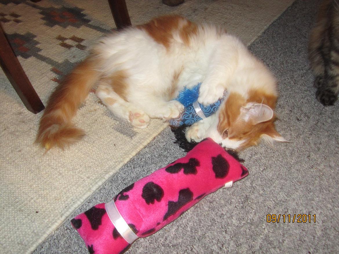 Maine Coon IC DK Bjørnholts Cosimo 9/6 - # 15. min fine kong pude. 9 nov 2011 billede 15