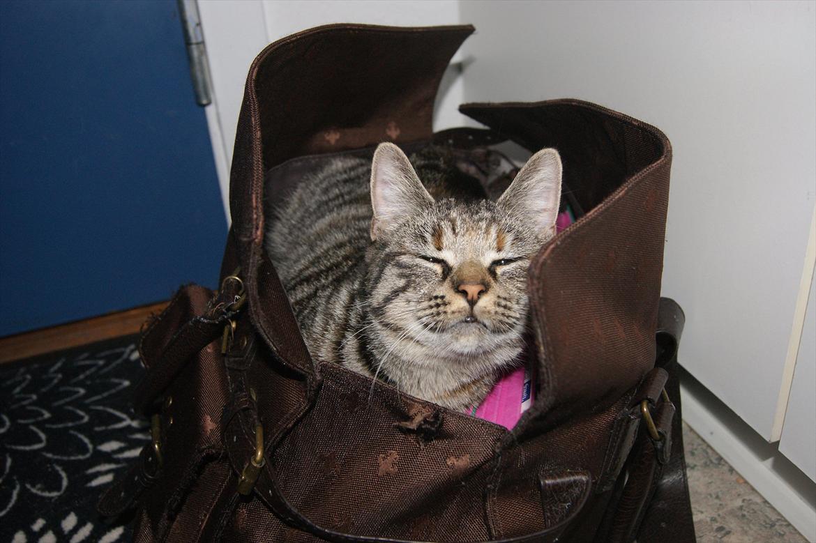 Blanding af racer Pucca - Må jeg ikke godt komme med i skole, nu smiler jeg såååå sødt! :D billede 8