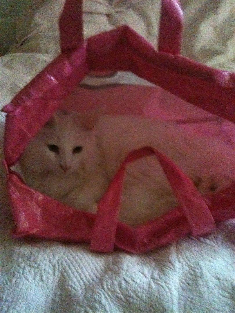 Blanding af racer Cato - han vil gerne med på tur:) billede 14