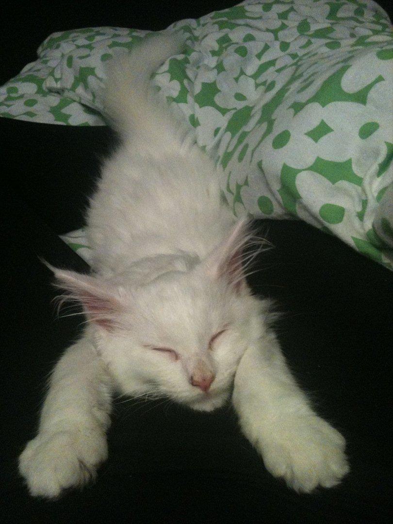 Blanding af racer Cato - <3 billede 15