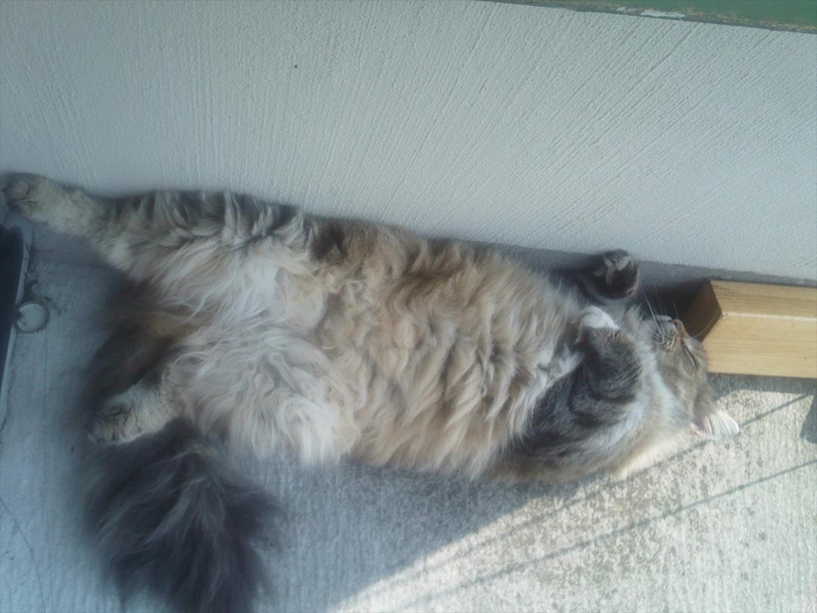 Blanding af racer Frigg - "Aahh, livet er skønt under solen" billede 14