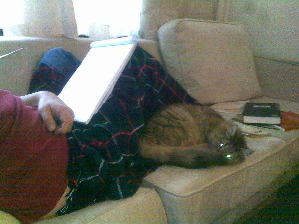 Blanding af racer Frigg - "Søren skulle hellere kæle med mig, end koncentrere sig om de dumme bøger.." billede 15