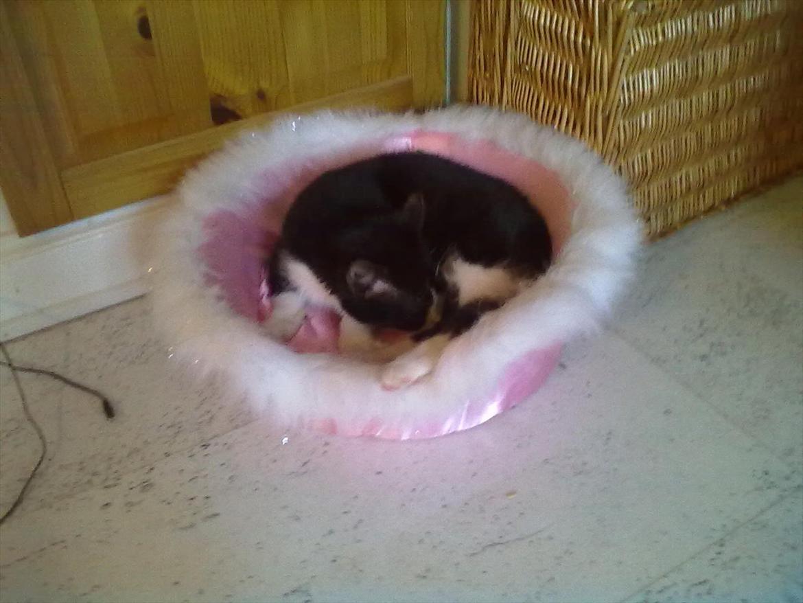 Huskat Miv billede 16