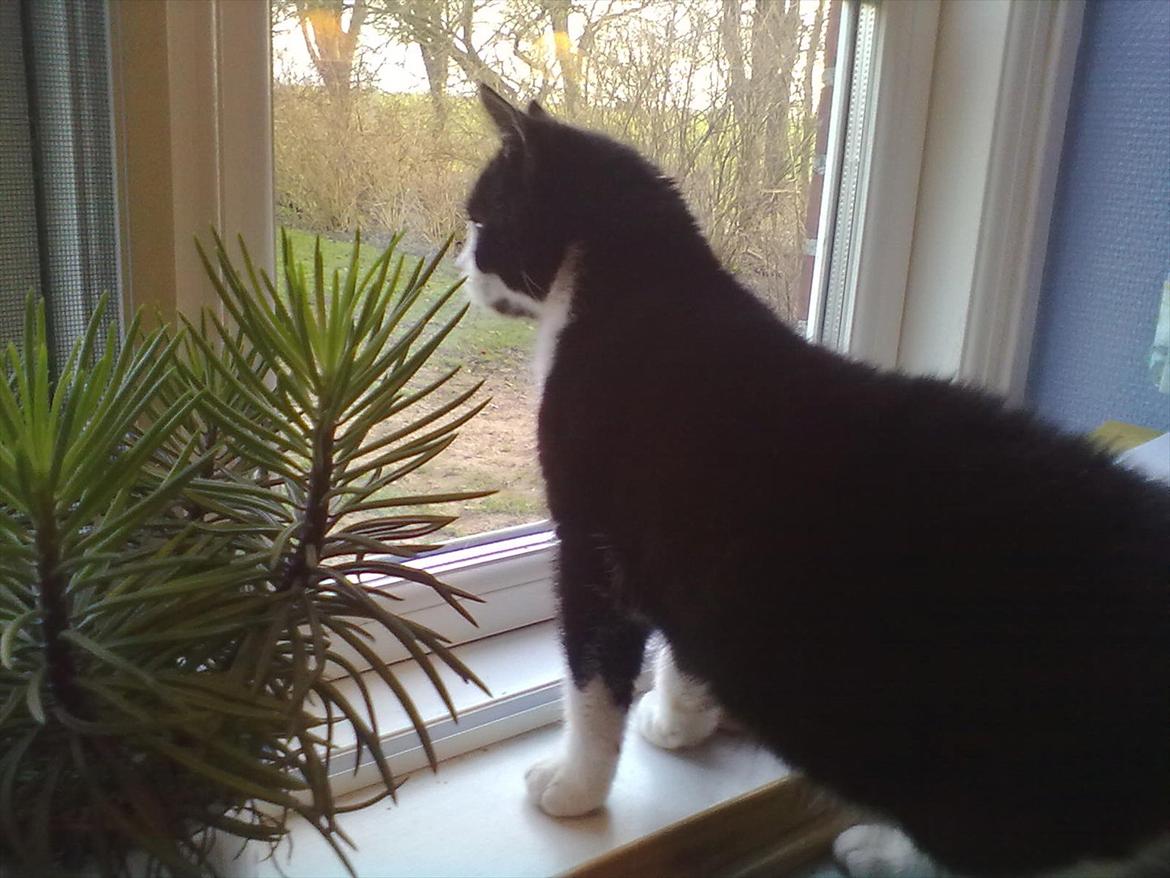 Huskat Miv billede 17