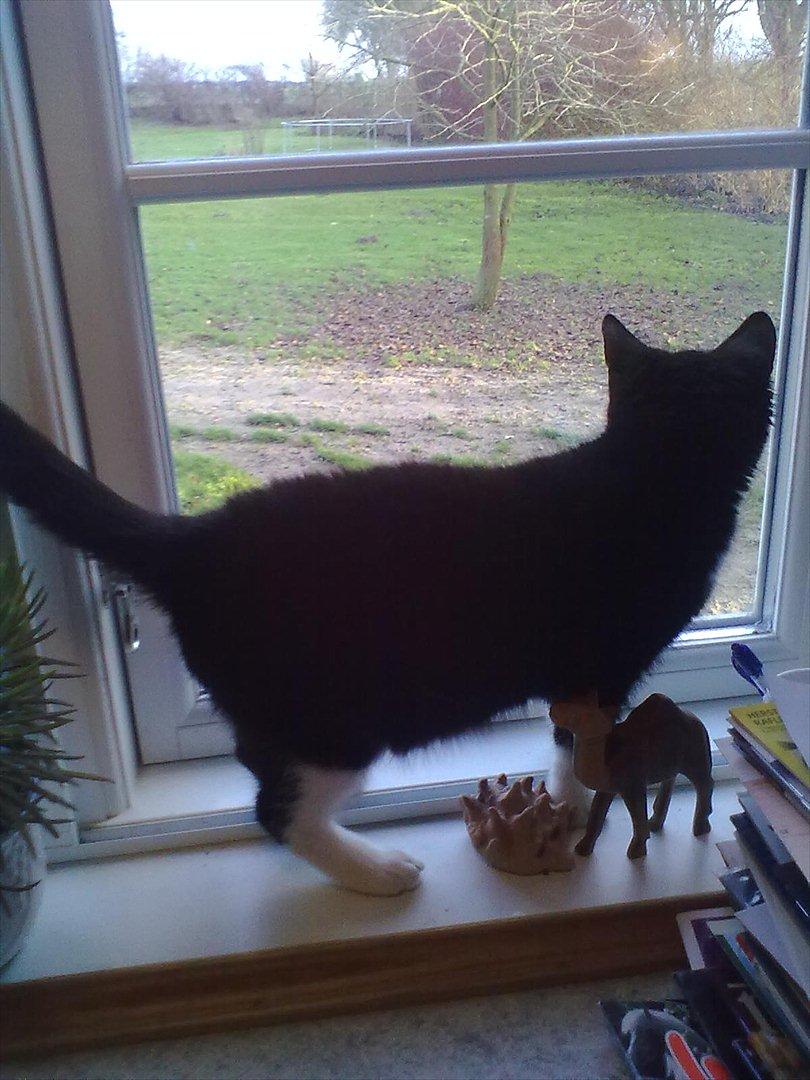 Huskat Miv billede 2