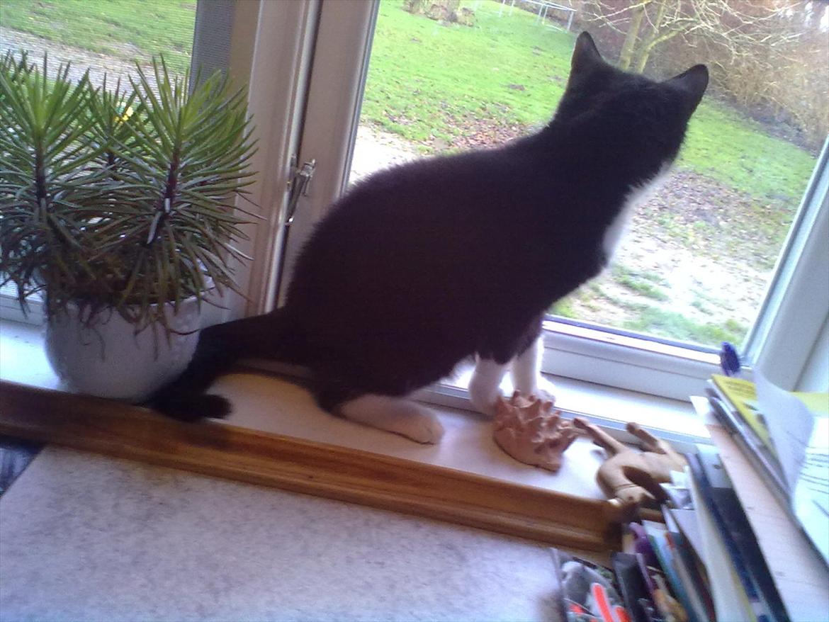 Huskat Miv billede 4