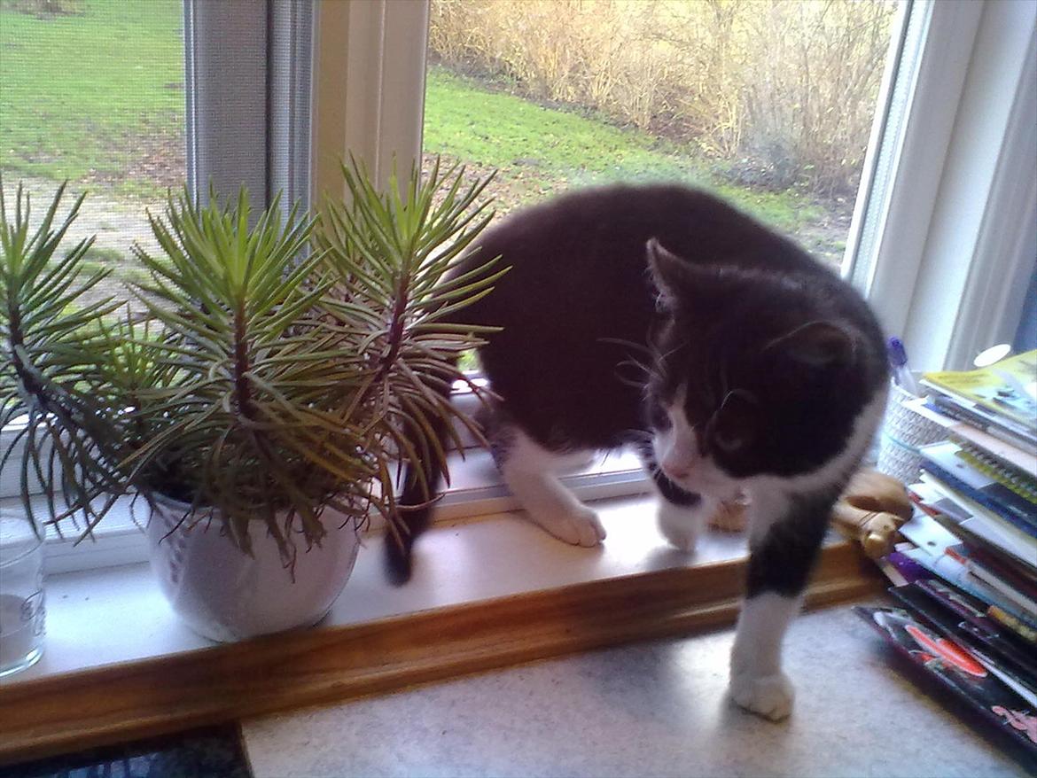 Huskat Miv billede 9