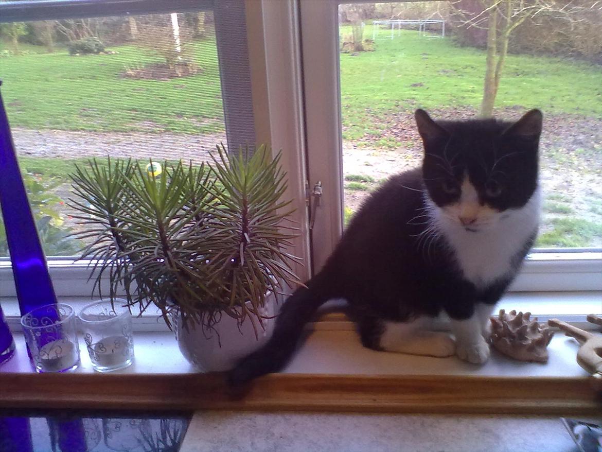 Huskat Miv billede 18