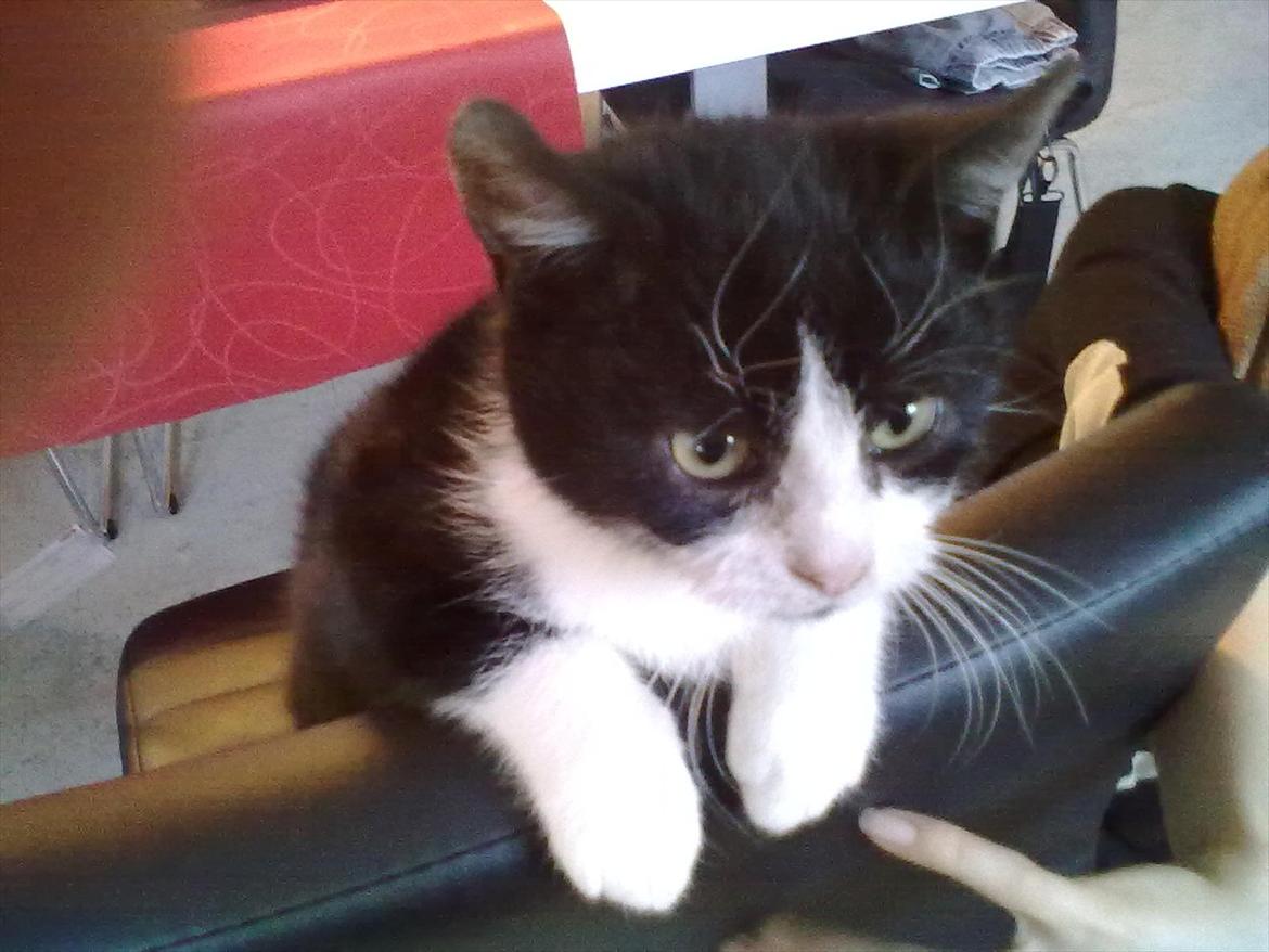 Huskat Miv billede 10