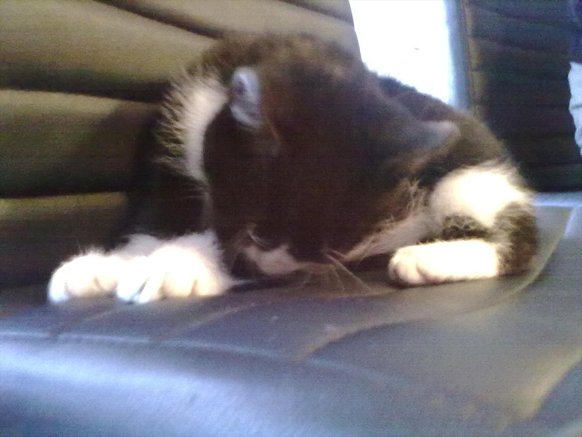 Huskat Miv billede 7