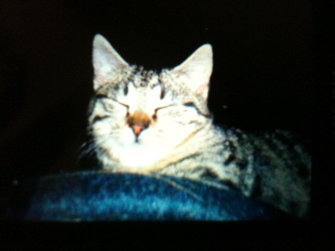 Huskat Diego billede 5