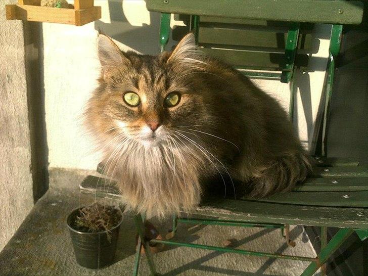 Blanding af racer Frigg billede 16