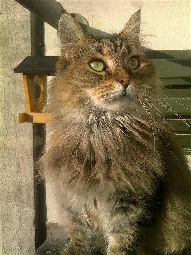 Blanding af racer Frigg billede 17