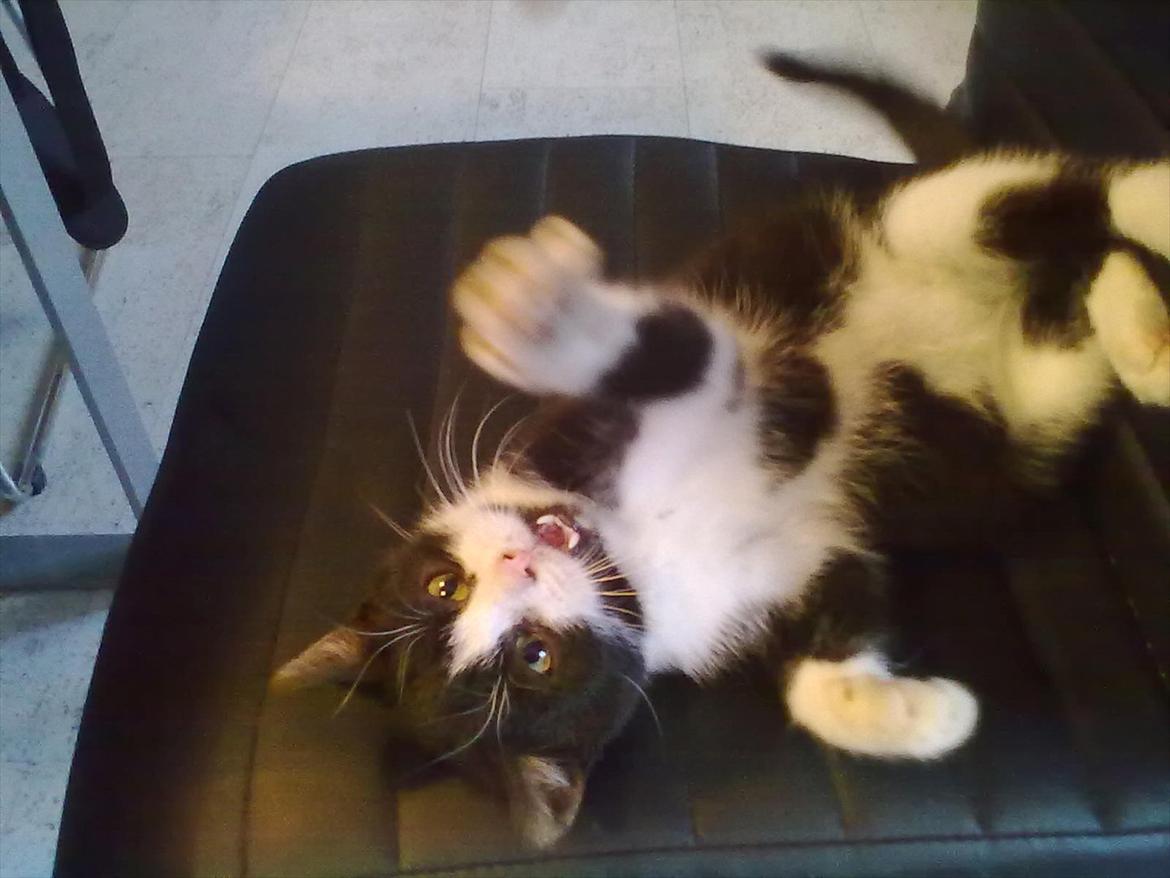 Huskat Miv - Kom her :D billede 19