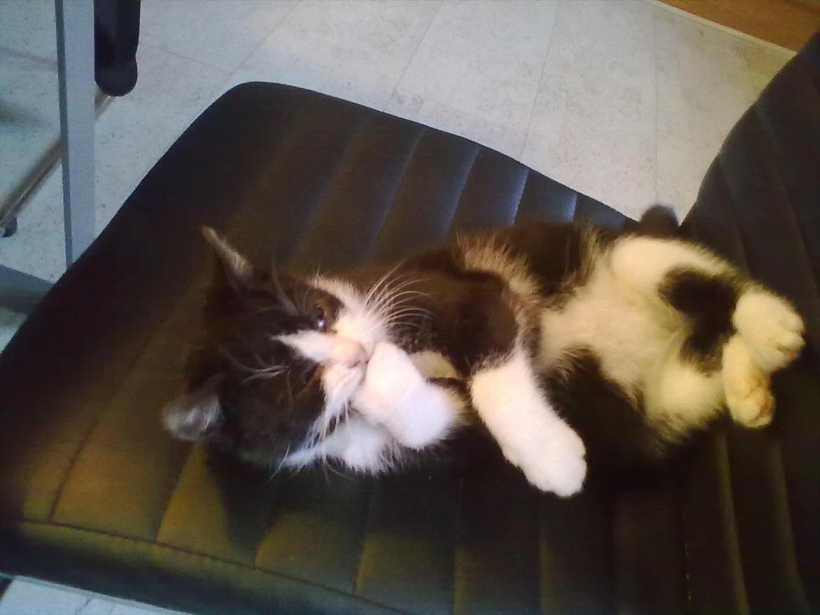 Huskat Miv - Det er min pote ik din!!  ;D billede 20