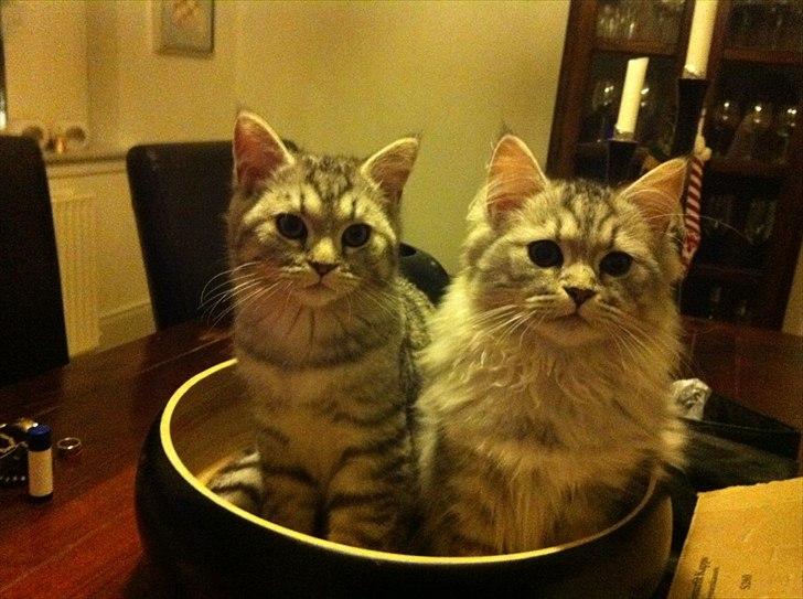 Blanding af racer Alba billede 10